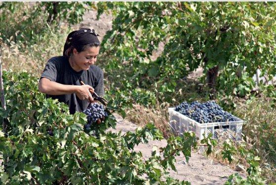 101 Soruda Organik Ürün Rehberi