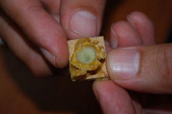 Arı sütünün muhteşem faydaları