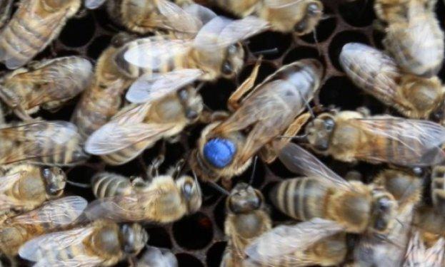 Arı sütünün muhteşem faydaları