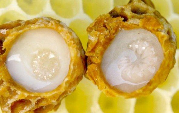 Arı sütünün muhteşem faydaları