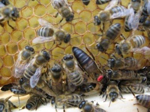 Arı sütünün muhteşem faydaları