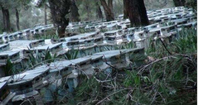 Arı sütünün muhteşem faydaları