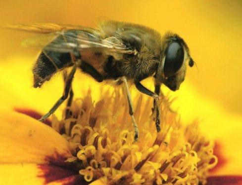 Arı sütünün muhteşem faydaları