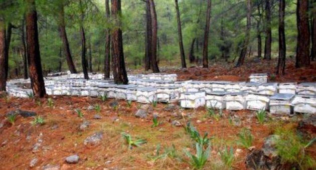 Arı sütünün muhteşem faydaları