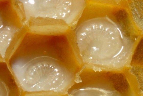 Arı sütünün muhteşem faydaları