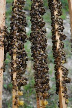 Arı sütünün muhteşem faydaları