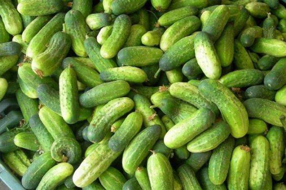 Salatalık yemeniz için 13 sebep