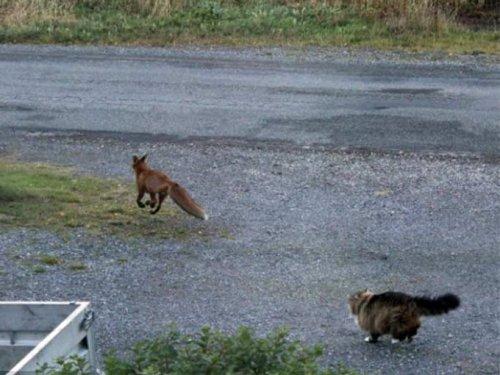 Tilkiyi görünce aslan kesildi