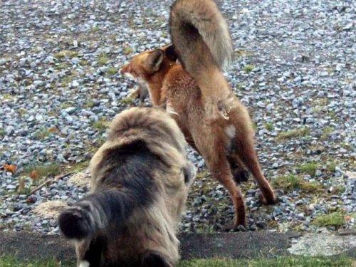 Tilkiyi görünce aslan kesildi