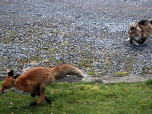 Tilkiyi görünce aslan kesildi