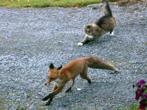 Tilkiyi görünce aslan kesildi