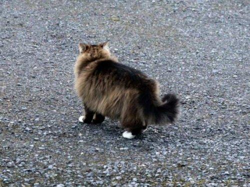 Tilkiyi görünce aslan kesildi