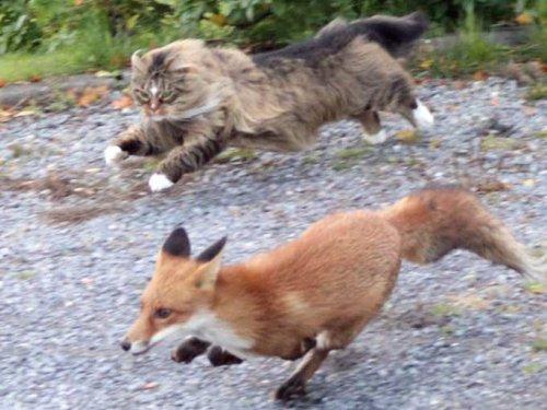 Tilkiyi görünce aslan kesildi