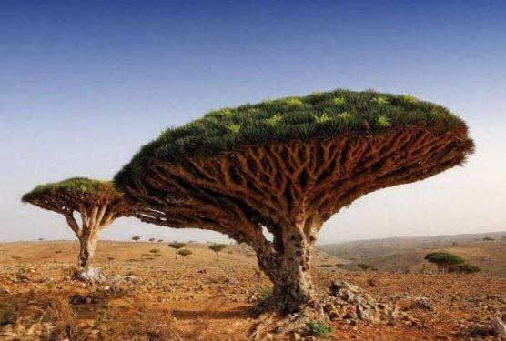 Tabiatın  sihirli yüzü