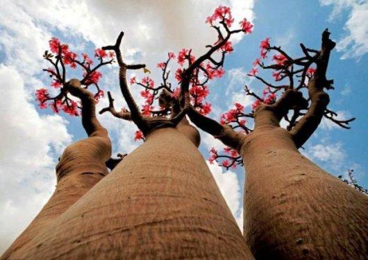 Tabiatın  sihirli yüzü