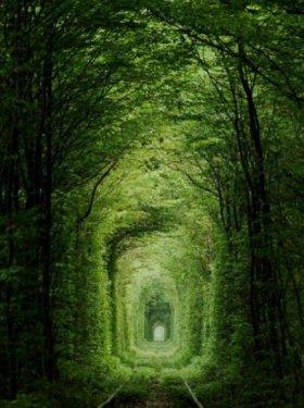 Tabiatın  sihirli yüzü