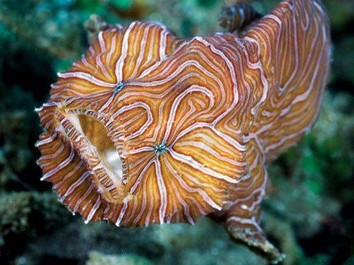 En şaşırtıcı deniz hayvanları