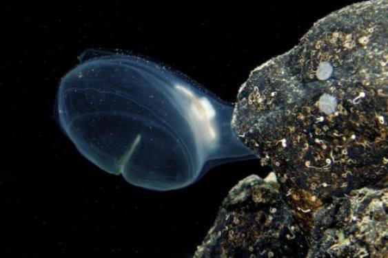 En şaşırtıcı deniz hayvanları