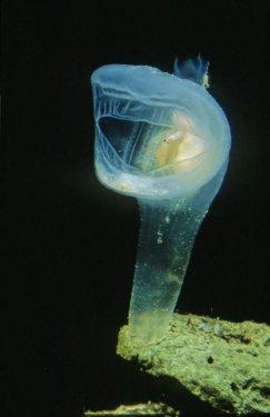 En şaşırtıcı deniz hayvanları