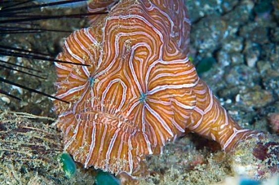 En şaşırtıcı deniz hayvanları