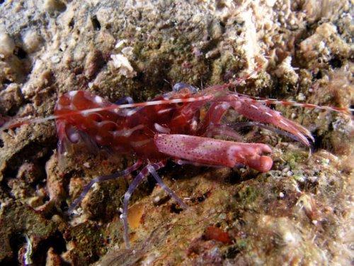 En şaşırtıcı deniz hayvanları