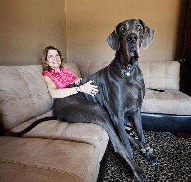 Dünyanın en uzun köpeği