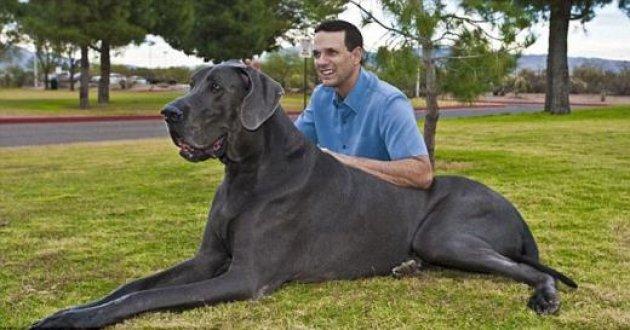 Dünyanın en uzun köpeği