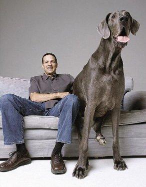 Dünyanın en uzun köpeği