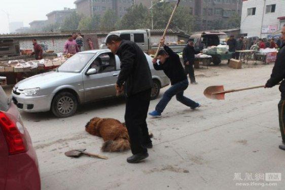 Çin'de bir köpeği vahşi şekilde öldürdüler