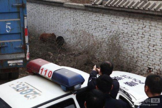 Çin'de bir köpeği vahşi şekilde öldürdüler