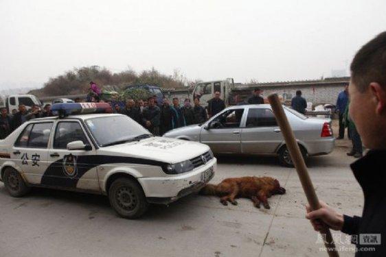 Çin'de bir köpeği vahşi şekilde öldürdüler