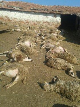 Başıboş köpek sürüsü koyunlara saldırdı