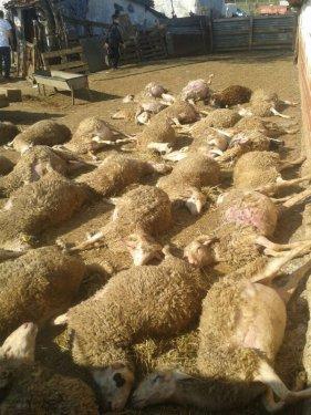 Başıboş köpek sürüsü koyunlara saldırdı