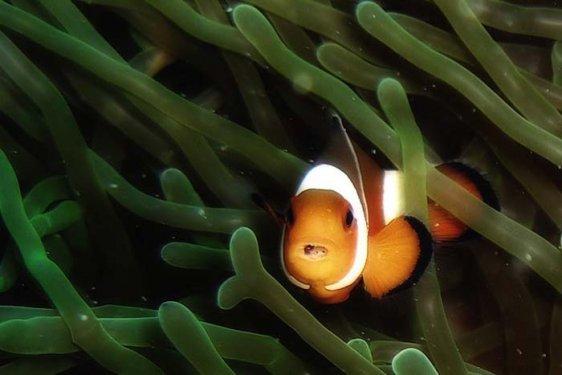 Endonezya'nın eşsiz canlıları