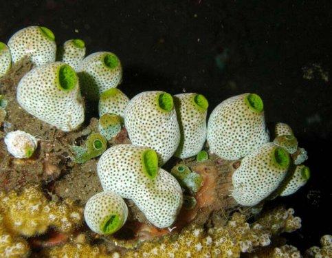 Endonezya'nın eşsiz canlıları