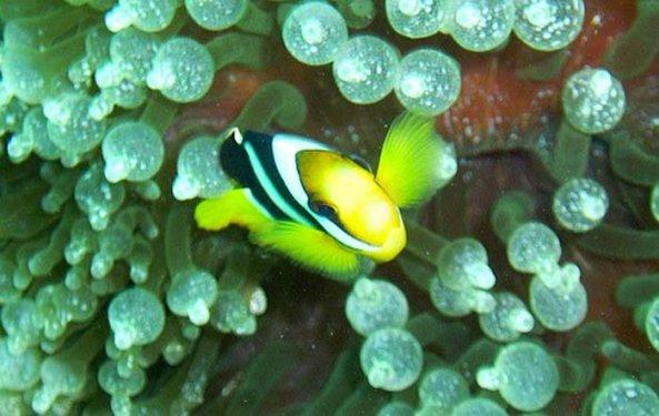 Endonezya'nın eşsiz canlıları