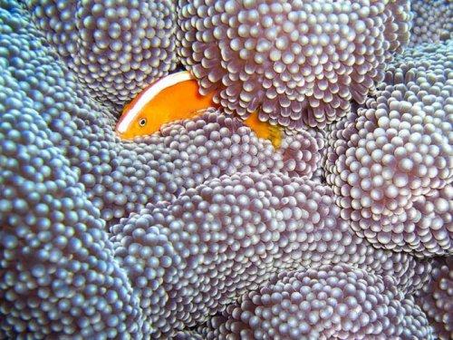 Endonezya'nın eşsiz canlıları