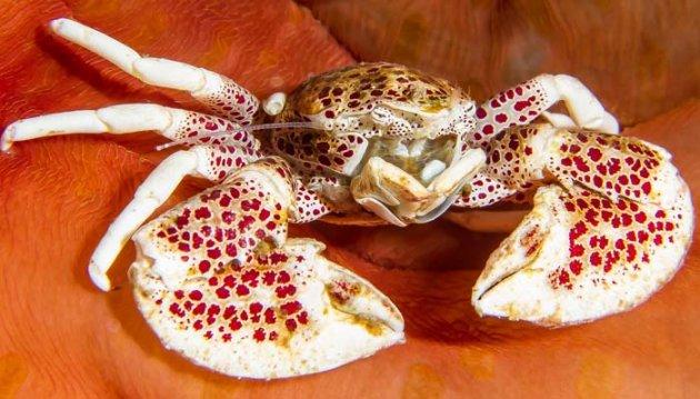 Endonezya'nın eşsiz canlıları