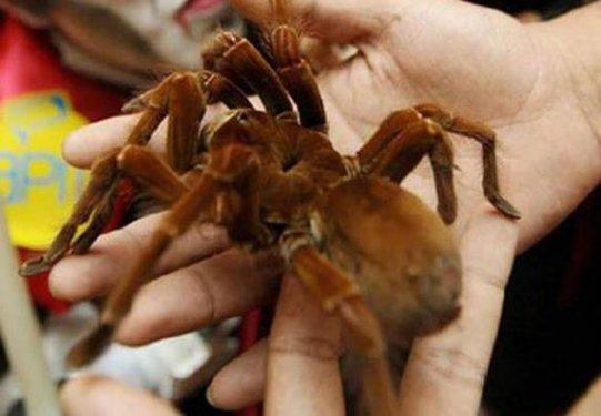 Dünyanın en büyük böceğinde şaşkına çeviren özellik