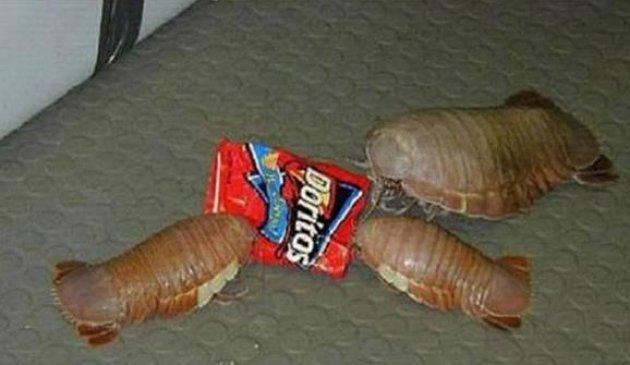 Dünyanın en büyük böceğinde şaşkına çeviren özellik