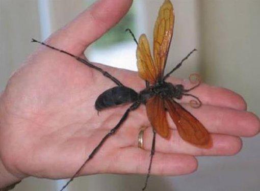Dünyanın en büyük böceğinde şaşkına çeviren özellik