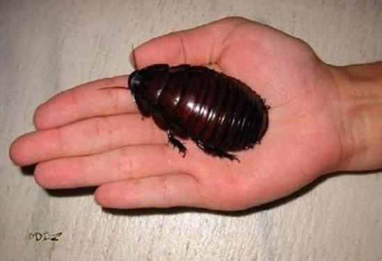 Dünyanın en büyük böceğinde şaşkına çeviren özellik