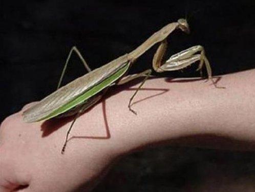 Dünyanın en büyük böceğinde şaşkına çeviren özellik