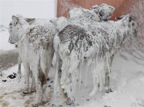 Siverek'te eşekler buz tuttu