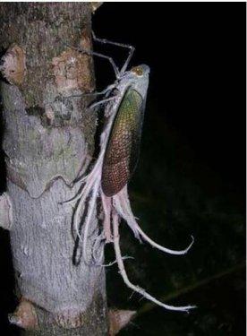 Dünyanın en büyük böceğinde şaşkına çeviren özellik