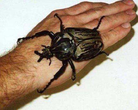 Dünyanın en büyük böceğinde şaşkına çeviren özellik