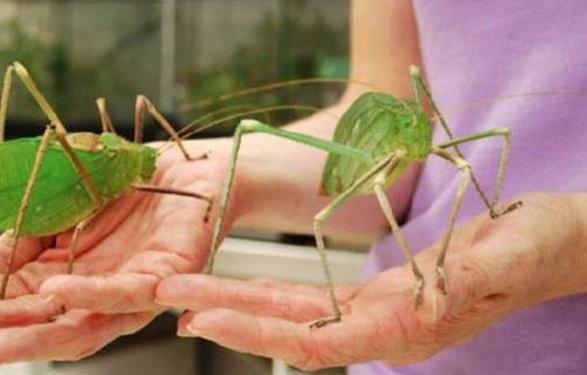 Dünyanın en büyük böceğinde şaşkına çeviren özellik