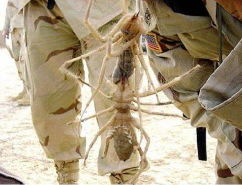 Dünyanın en büyük böceğinde şaşkına çeviren özellik