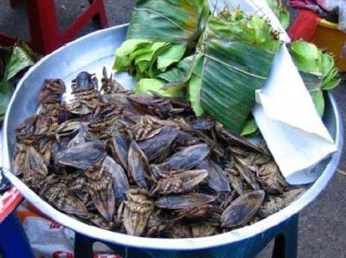 Dünyanın en büyük böceğinde şaşkına çeviren özellik