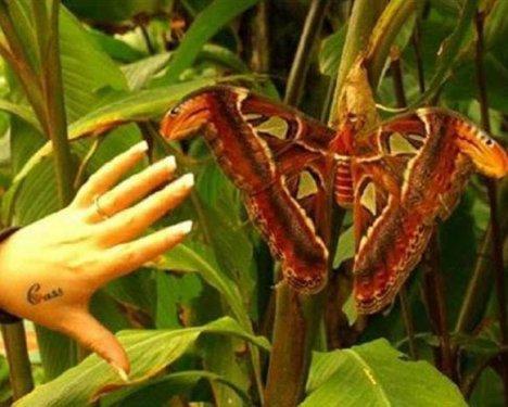 Dünyanın en büyük böceğinde şaşkına çeviren özellik